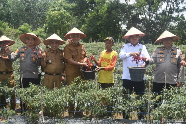 Dukung Penguatan Sektor Pertanian Rakyat, Bupati Sarolangun Ikut Panen Raya Cabai di Desa Pelawan Jaya