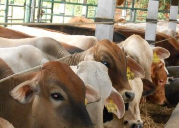 Pemkab Sarolangun Pastikan Stok Daging Aman Jelang Idulfitri 1447 H