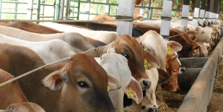Pemkab Sarolangun Pastikan Stok Daging Aman Jelang Idulfitri 1447 H