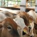 Pemkab Sarolangun Pastikan Stok Daging Aman Jelang Idulfitri 1447 H