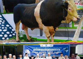 Pemkab Sarolangun Serahkan Bantuan Sapi Kurban Jumbo 975 Kg dari Presiden RI