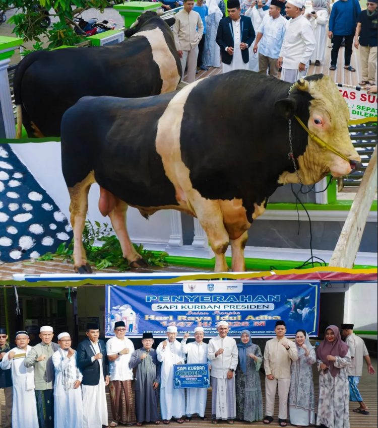 Pemkab Sarolangun Serahkan Bantuan Sapi Kurban Jumbo 975 Kg dari Presiden RI