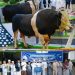 Pemkab Sarolangun Serahkan Bantuan Sapi Kurban Jumbo 975 Kg dari Presiden RI