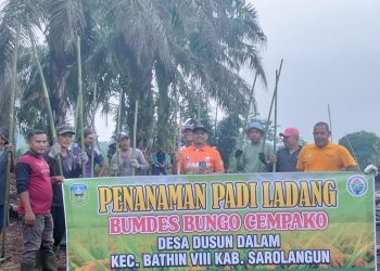 Dodi Yulian Pimpin Penanaman Padi Ladang Bumdes Bungo Cempako
