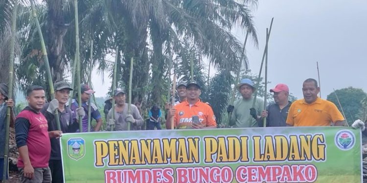 Dodi Yulian Pimpin Penanaman Padi Ladang Bumdes Bungo Cempako