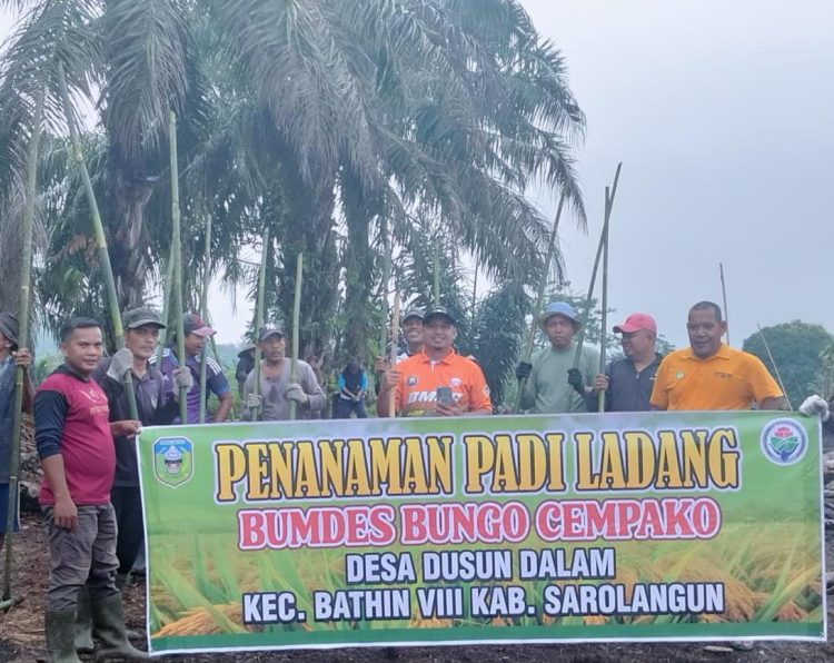 Dodi Yulian Pimpin Penanaman Padi Ladang Bumdes Bungo Cempako
